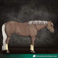 Horse Color:Silver Black