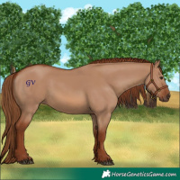 Horse Color:Red Dun