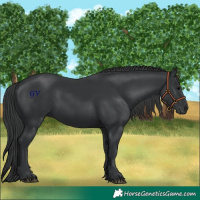 Horse Color:Black 