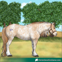 Horse Color:White Spotted Red Dun Rabicano and White Spotted Red Dun Rabicano
