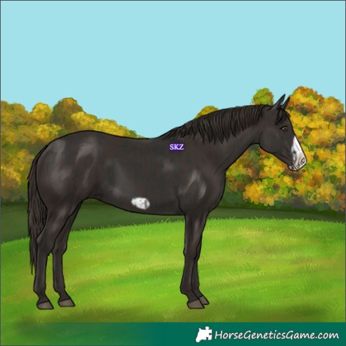 Horse Color:Liver Chestnut Frame and Liver Chestnut Frame