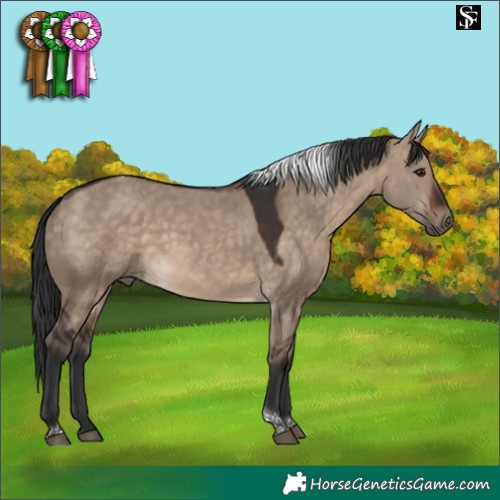 Horse Color:Brown Dun Tobiano 