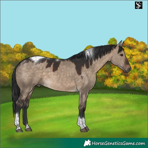 Horse Color:Brown Dun Tobiano 