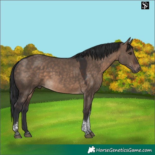 Horse Color:Brown Dun Tobiano 