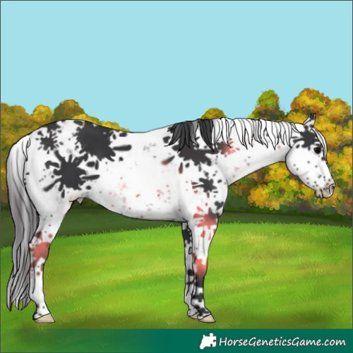 Horse Color:White Spotted Black Sabino 