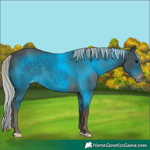 Horse Color:Silver Black Appaloosa 