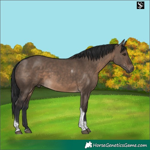 Horse Color:Brown Dun Tobiano