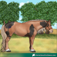 Horse Color:Liver Chestnut  and Gold Champagne 