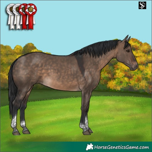 Horse Color:Brown Dun Tobiano