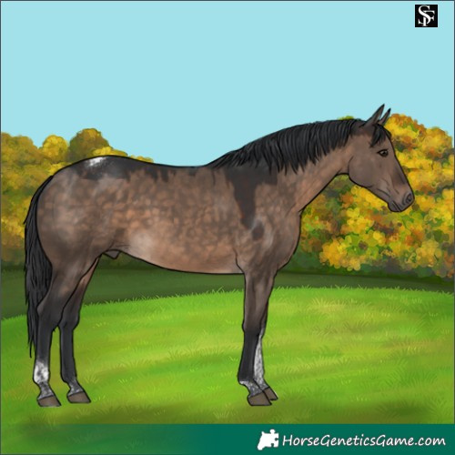 Horse Color:Brown Dun Tobiano