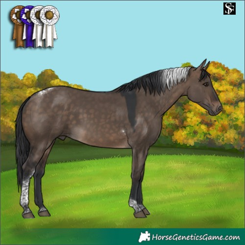 Horse Color:Brown Dun Tobiano 