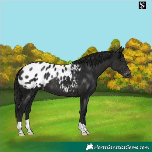 Horse Color:Gray Black Appaloosa 