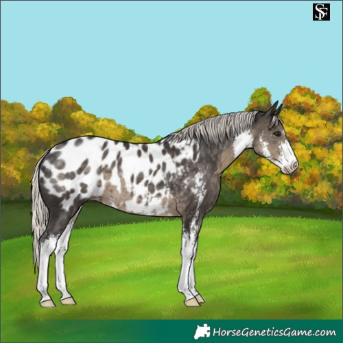 Horse Color:Silver Smoky Black Sabino Appaloosa 