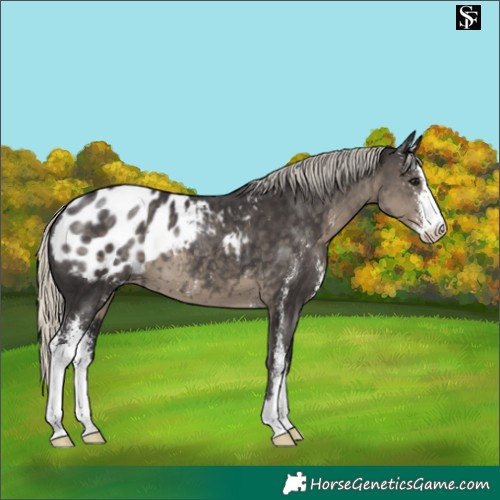 Horse Color:Silver Smoky Black Sabino Appaloosa 