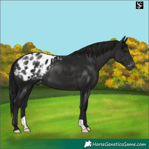 Horse Color:Gray Black Appaloosa 