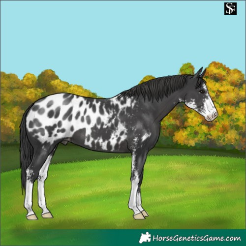 Horse Color:Black Sabino Appaloosa