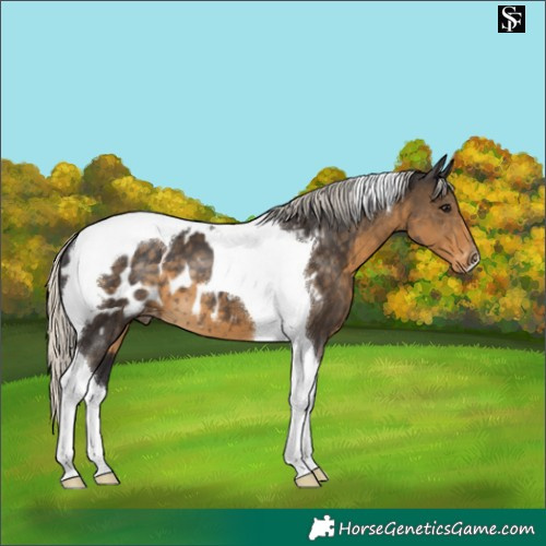 Horse Color:Silver Smoky Black Tobiano Appaloosa 