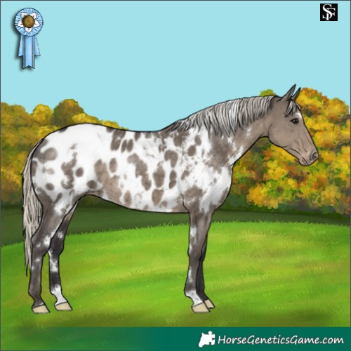 Horse Color:White Spotted Silver Smoky Grullo Appaloosa 