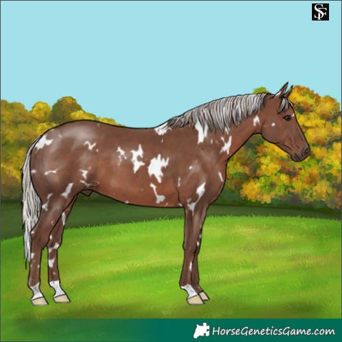 Horse Color:White Spotted Silver Black 
