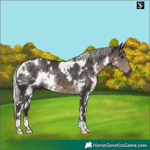 Horse Color:White Spotted Silver Smoky Black 