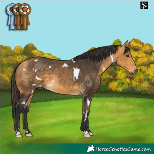 Horse Color:White Spotted Buckskin 