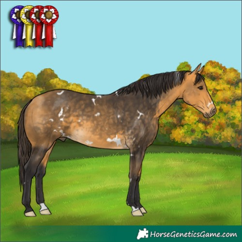 Horse Color:White Spotted Buckskin 
