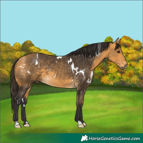 Horse Color:White Spotted Buckskin 