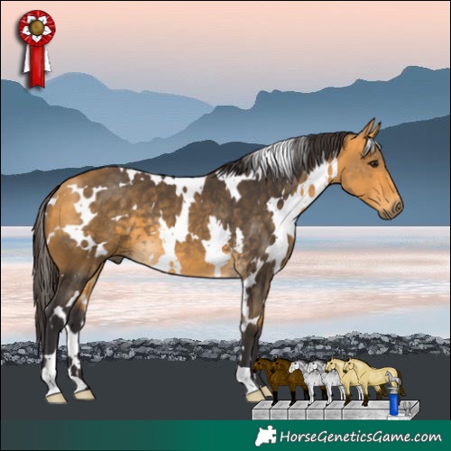 Horse Color:White Spotted Buckskin 