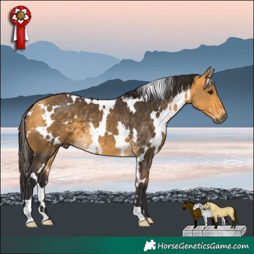 Horse Color:White Spotted Buckskin 