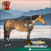 Horse Color:White Spotted Buckskin 