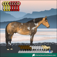 Horse Color:White Spotted Buckskin 