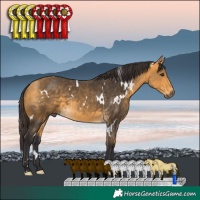 Horse Color:White Spotted Buckskin