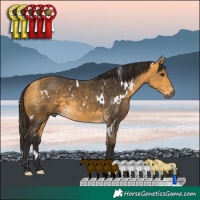 Horse Color:White Spotted Buckskin