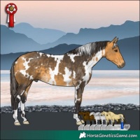Horse Color:White Spotted Buckskin 