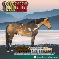 Horse Color:White Spotted Buckskin 