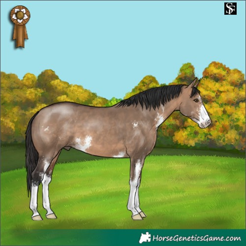 Horse Color:Brown Dun Sabino 