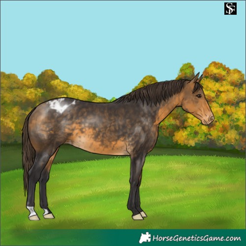Horse Color:Buckskin Blanket 
