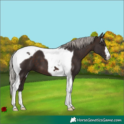 Horse Color:Silver Brown Tobiano