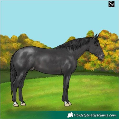 Horse Color:Black Appaloosa 
