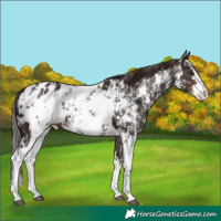 Horse Color:Liver Chestnut Sabino Splash Blanket  and Liver Chestnut Sabino Splash Blanket 