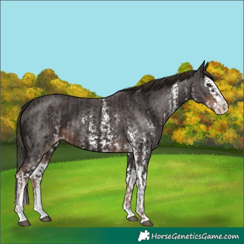 Horse Color:Liver Chestnut Sabino Splash Varnish and Liver Chestnut Sabino Splash Varnish