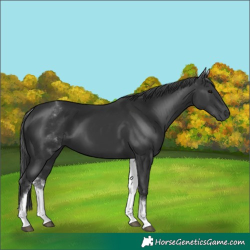 Horse Color:White Spotted Black 