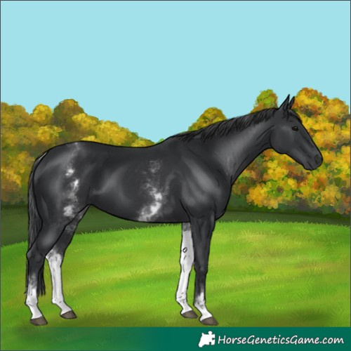Horse Color:White Spotted Black 