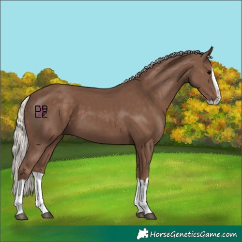 Horse Color:Silver Black Splash 