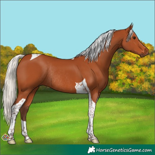 Horse Color:Silver Bay Tobiano Rabicano 