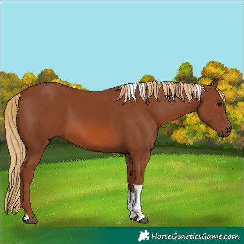 Horse Color:Chestnut Tobiano 