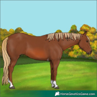 Horse Color:Chestnut Tobiano