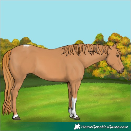 Horse Color:Chestnut Tobiano