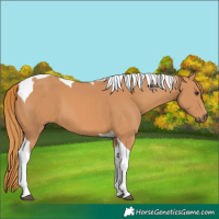 Horse Color:Chestnut Tobiano