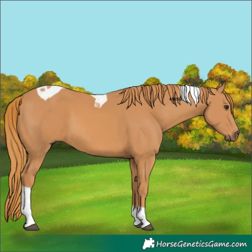 Horse Color:Chestnut Tobiano